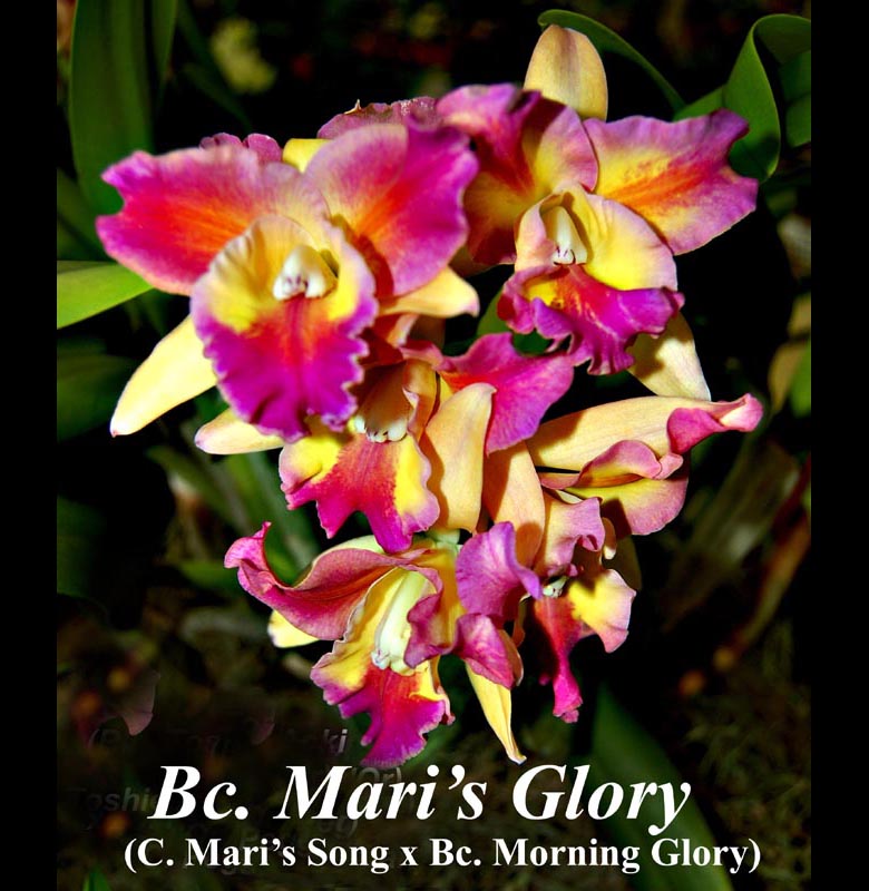 Bc. Mari’s Glory 2\"pot